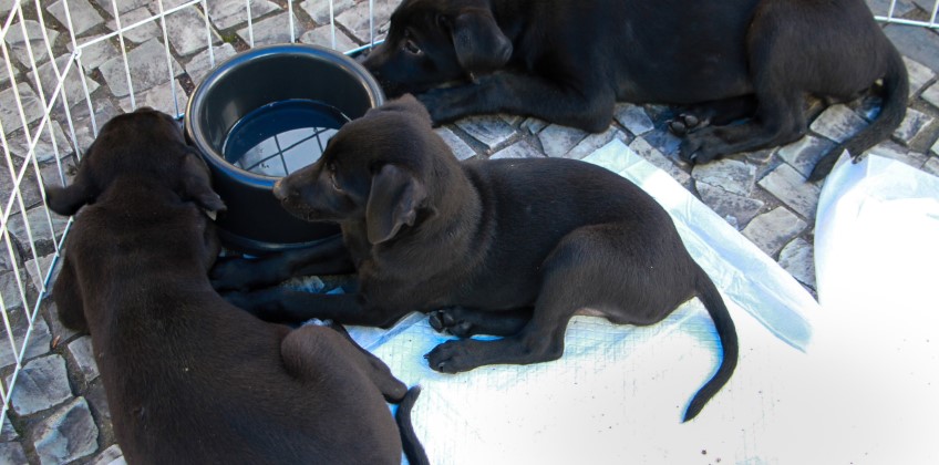 Cães e gatos ganham oportunidade de um novo lar em Barra Mansa